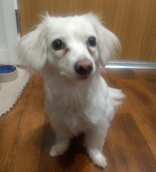 Sadie - long hair white dachshund mix dog for adoption seattle