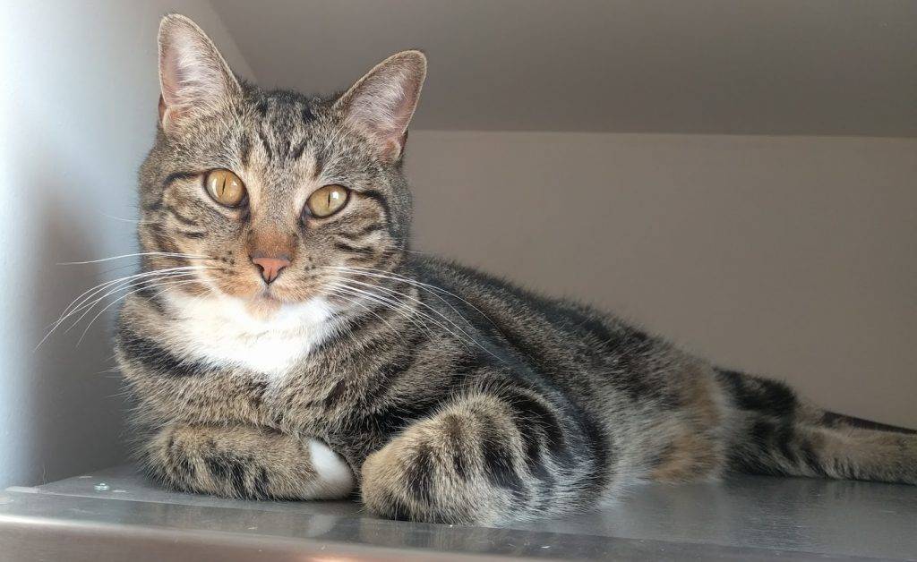 Tuxedo Tabby Cat For Adoption in Chicago Illinois