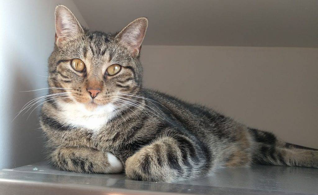 Stunning tuxedo tabby cat for adoption in chicago, il