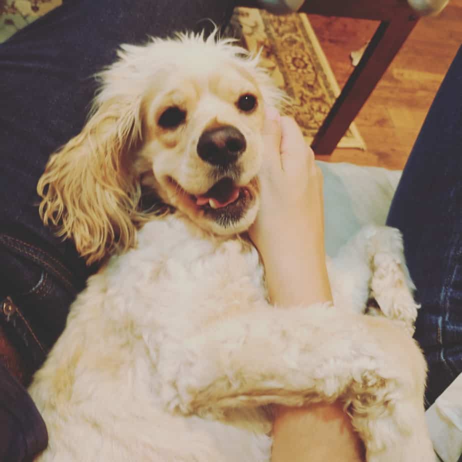 Adopted cockapoo for private rehoming- toronto on – frankie