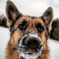 Mila - German Shepherd Dog For Adoption Near Hartford CT