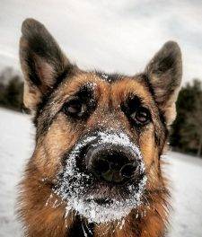 Mila - German Shepherd Dog For Adoption Near Hartford CT