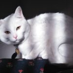 Private Cat Adoptions - Rehome Or Adopt A Cat Near You