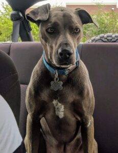 Blue lacy dog for adoption in largo florida – adopt gunner