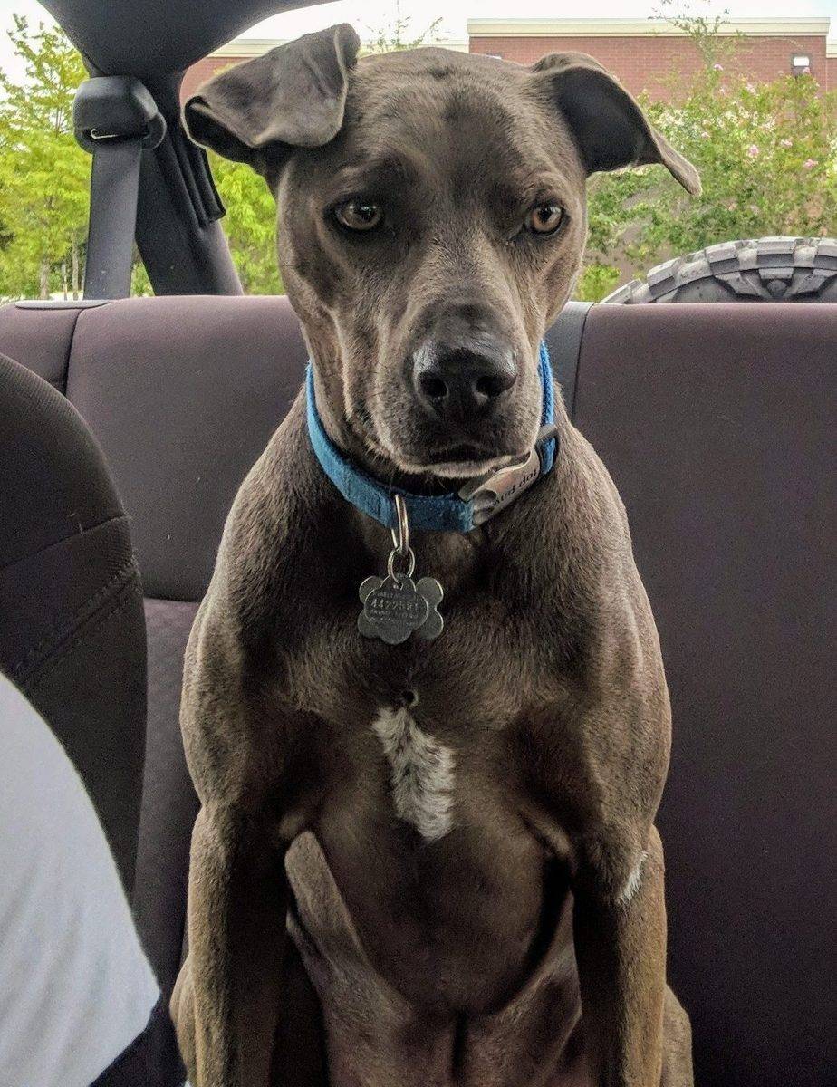 Gunner - Blue Lacy Dog For Adoption Largo Florida