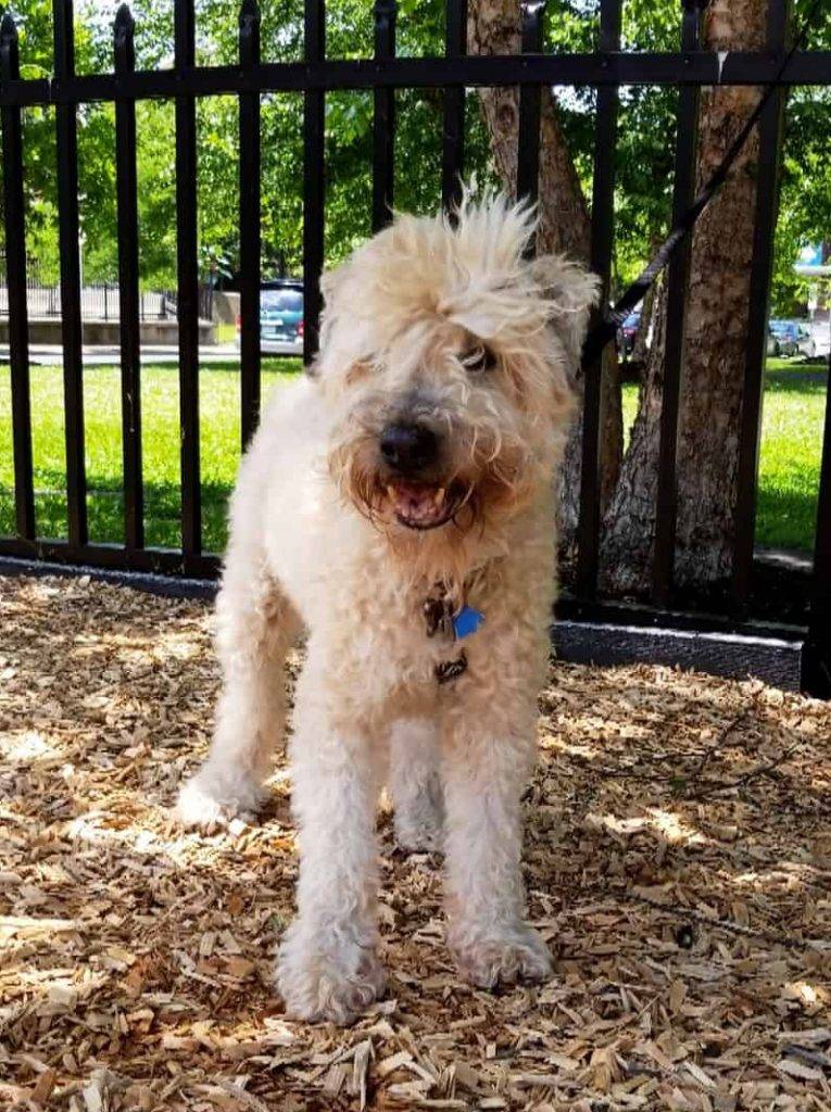 Rileigh - soft coated wheaten terrier adoption easton pa
