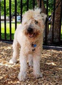 Adopted  easton pa – soft coated wheaten terrier – meet ryleigh