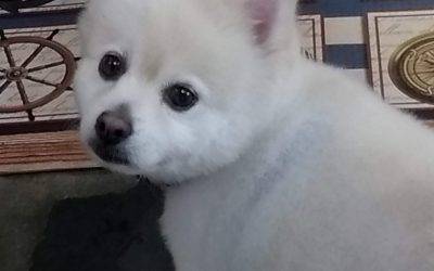 REHOMED – Teddy Bear Pomeranian Dog in Waterford CT – Teddy