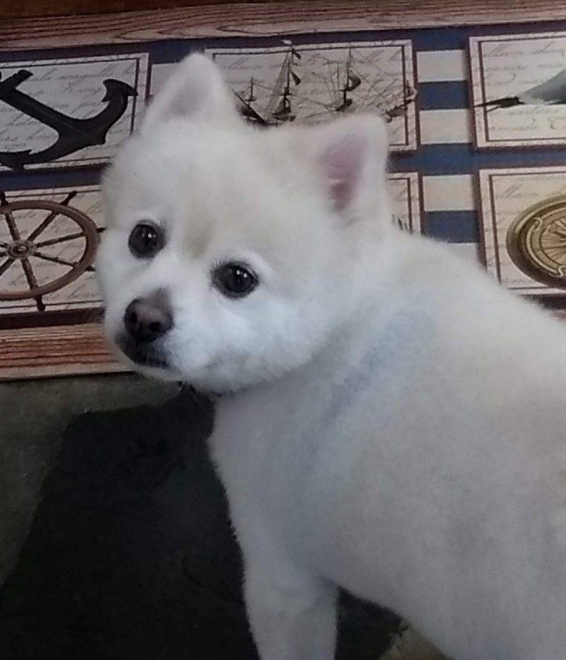 Sweet White Pomeranian Dog For Adoption in Waterford Connecticut