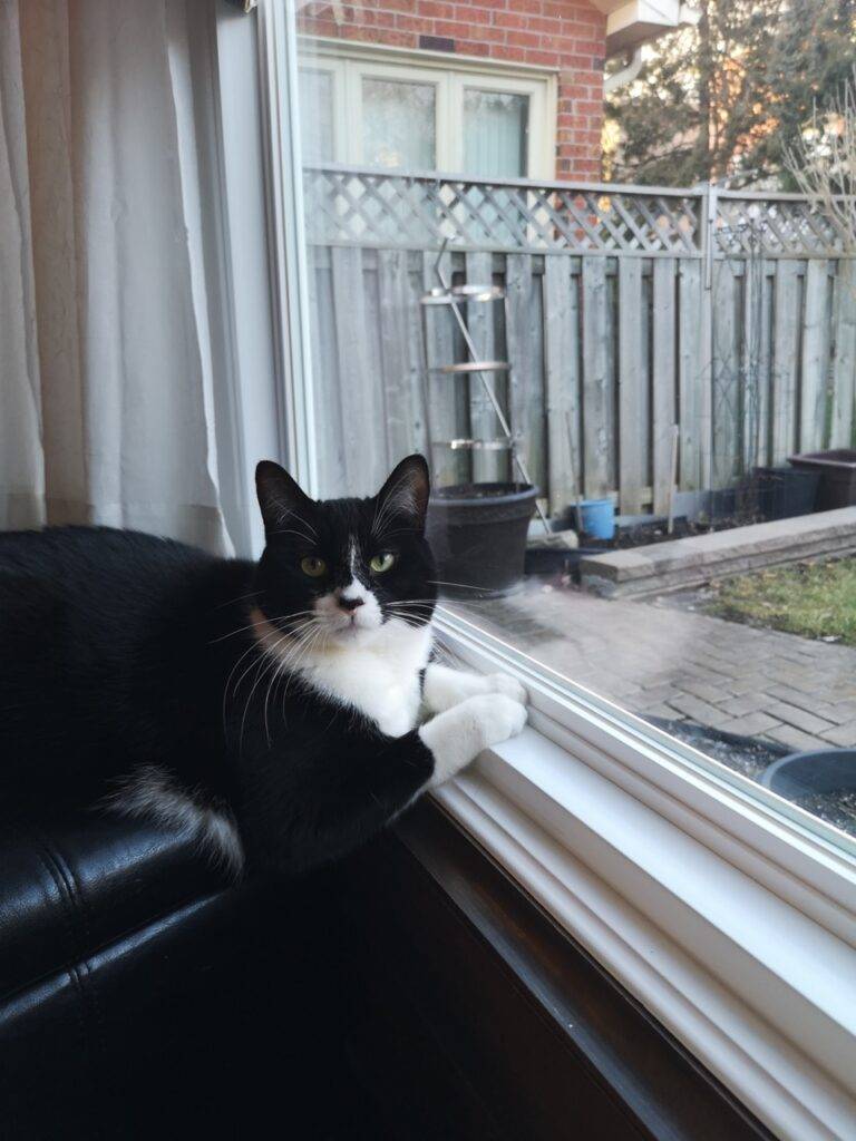 Stunning Tuxedo Cat Adoption Calgary