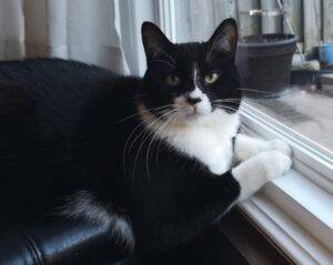 Stunning Tuxedo Cat Adoption Calgary