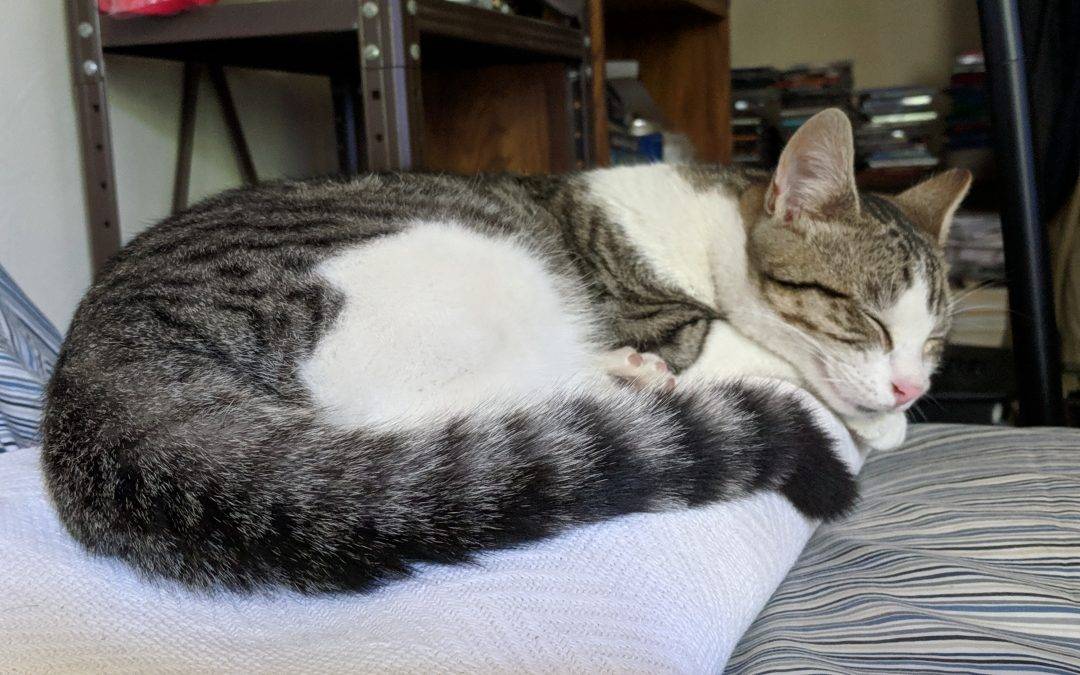 ADOPTED – Lemon, Grey Tabby Cat REHOMED in Stanton CA