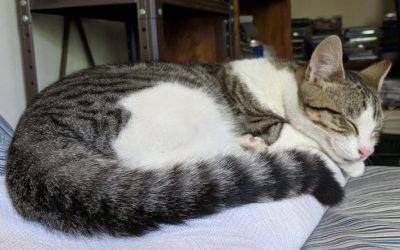 Adopted – lemon,  grey tabby cat rehomed in stanton ca