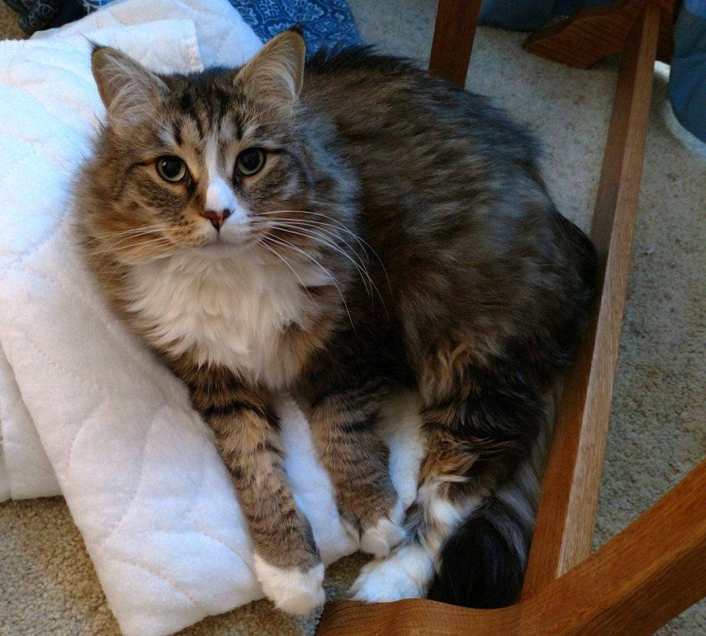 Siberian cat for adoption in mimbres new mexico