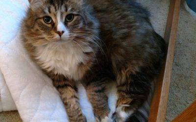 Purebred Siberian Cat For Adoption Near El Paso, TX (Mimbres NM) – Supplies Included – Adopt Dakota