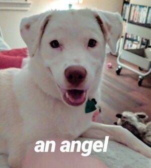 White Labrador Retriever Mix Puppy For Adoption In Austin TX