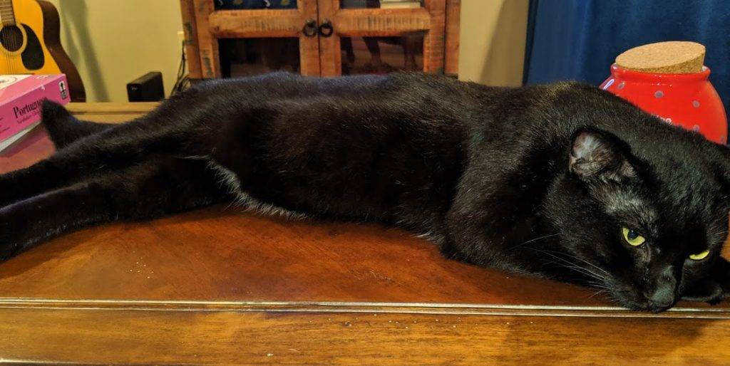 Black cat for adoption near memphis tn - meet jack