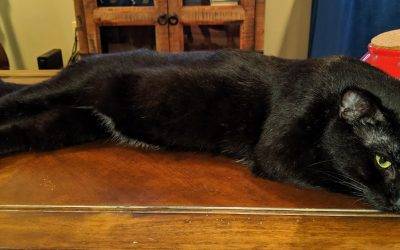 Black cat for adoption near memphis tn – meet jack