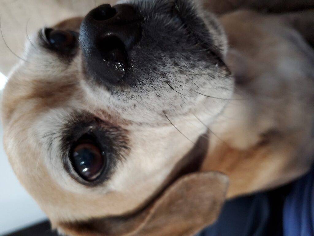 Pug Beagle Puggle Dog For Adoption in Westminster CO