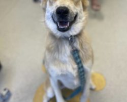 Dog for adoption in nashville