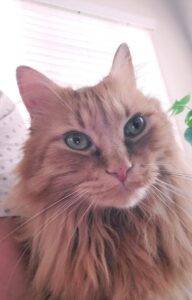 Amazing maine coon mix cat for adoption in san diego ca – supplies included – adopt spiros