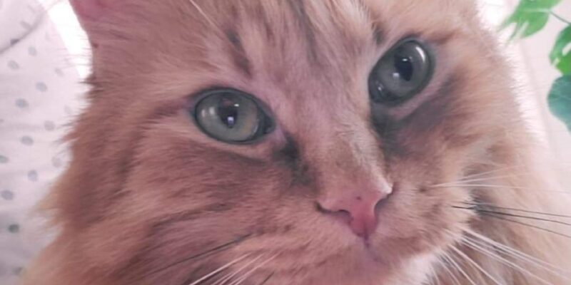 Amazing Maine Coon Mix Cat for Adoption in San Diego CA – Supplies Included – Adopt Spiros