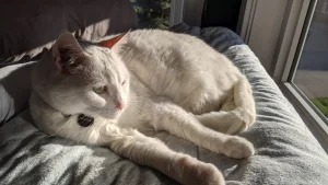 White cat for adoption in edmonton