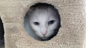 White cat for adoption in edmonton