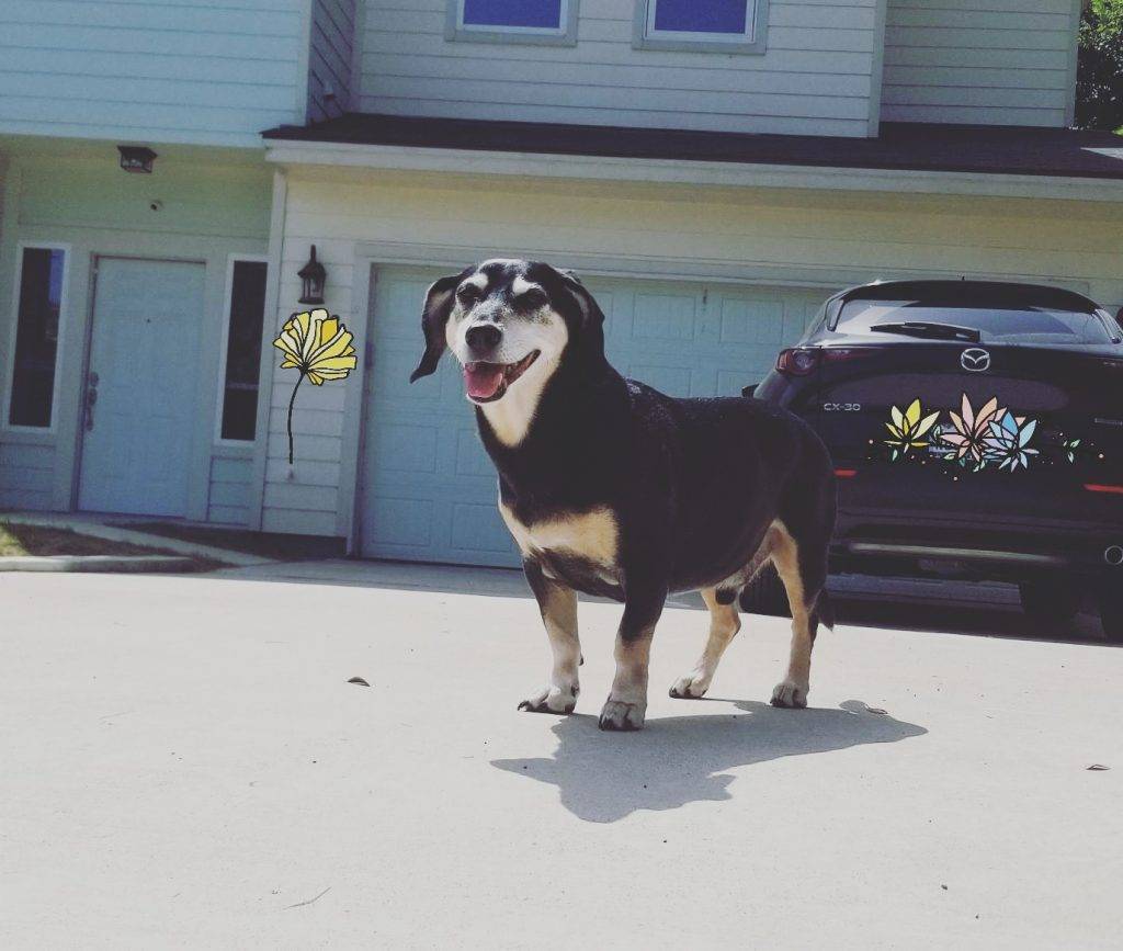 austin pet rehoming Photo Miniature Dachchund Beagle Mix Dog For Adoption Austin Texas