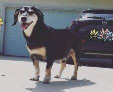 Miniature Dachchund Beagle Mix Dog For Adoption Austin Texas