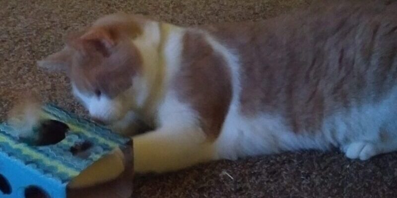 Orange Tabby and White Kitten For Adoption Wisconsin