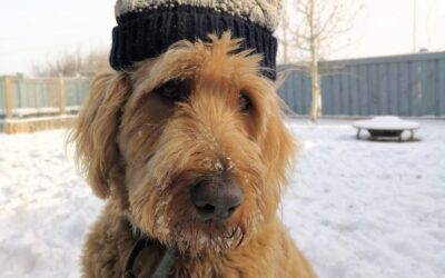 Adopt a goldendoodle in grande prairie ab – supplies included – meet hobbes