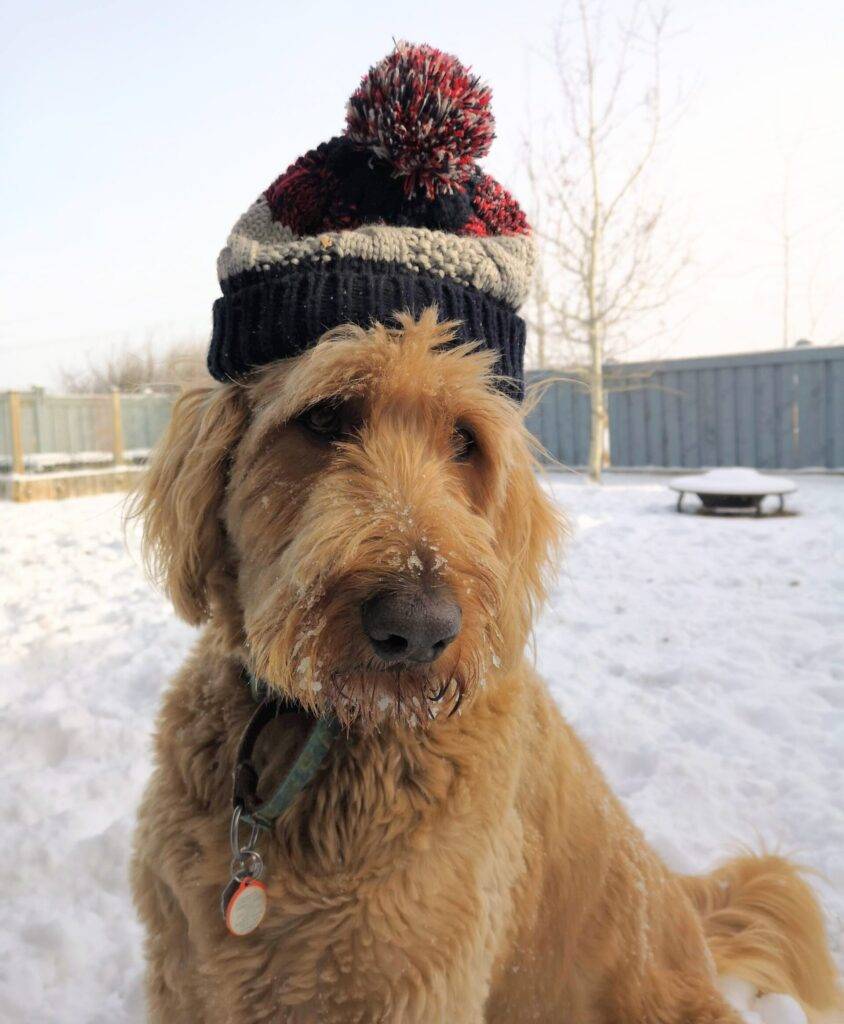 Goldendoodle for adoption in grand prairie ab