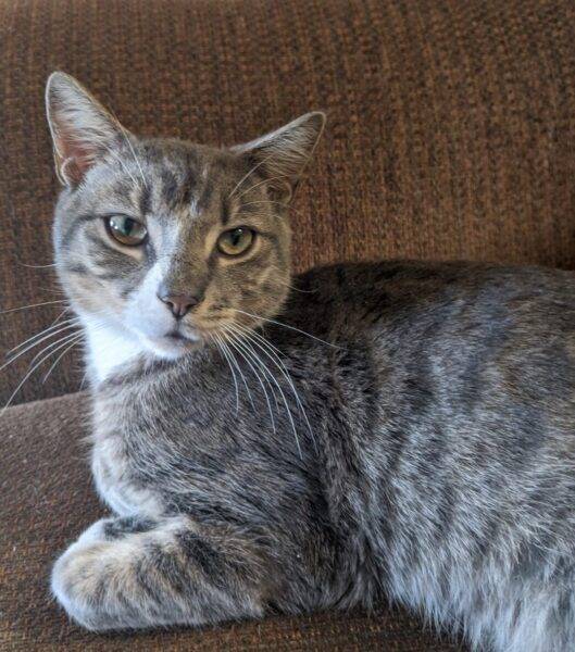 Grey Tabby Kitten For Adoption in Philadelphia PA