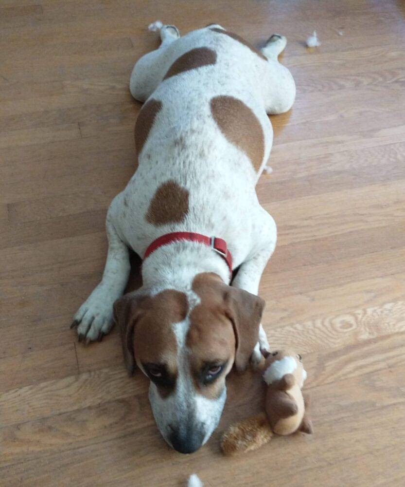 Arrow is a Beagle American Staffordshire Terrier mix dog for adoption in Portland Oregon