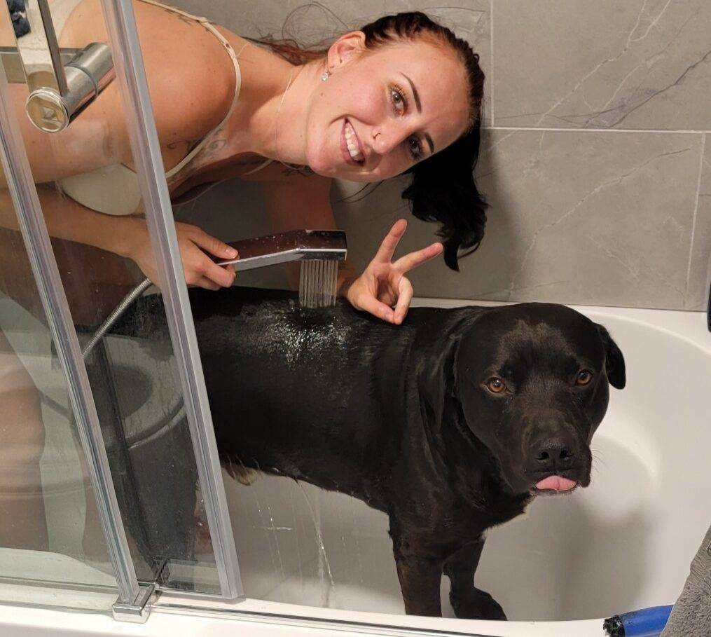 Labrador Retriever Rottweiler Mix Dog For Adoption in Edmonton AB – Supplies Included – Adopt Oso