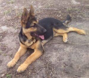 Black and tan german shepherd puppy for adoption in texas