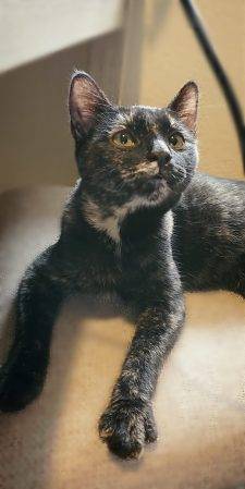 Pretty Short Haired Tortoiseshell Cat For Adoption In San Diego CA – Supplies Included – Adopt Raya