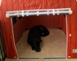 dog for adoption in charlotte Photo dog for adoption in charlotte