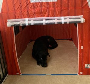 dog for adoption in charlotte