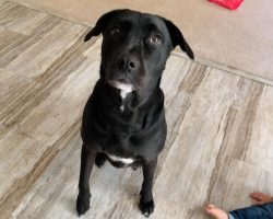 dog for adoption in charlotte Photo dog for adoption in charlotte