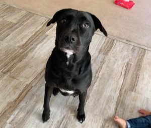 dog for adoption in charlotte