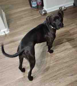 Labrador retriever dog for adoption in san antonio texas called loki