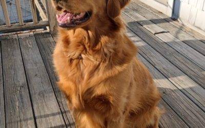Golden Retriever Dog for Adoption in Queens, NY