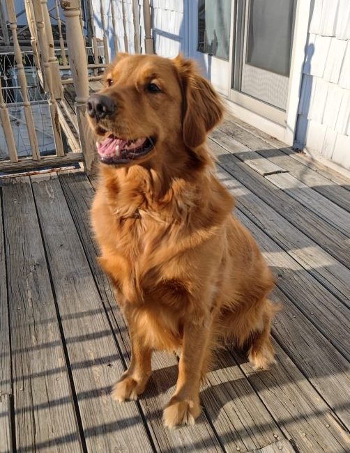 Golden Retriever named Carrot, catching some sunshine on his deck in Bayside NY.