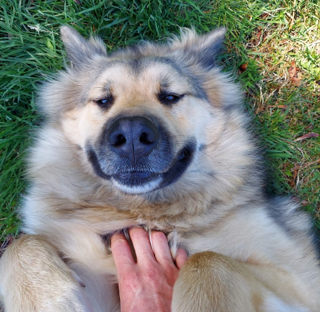 large breed dogs for adoption Photo Lovable Alaskan Malamute For Adoption in Tacoma (McCleary) WA – Meet Oak