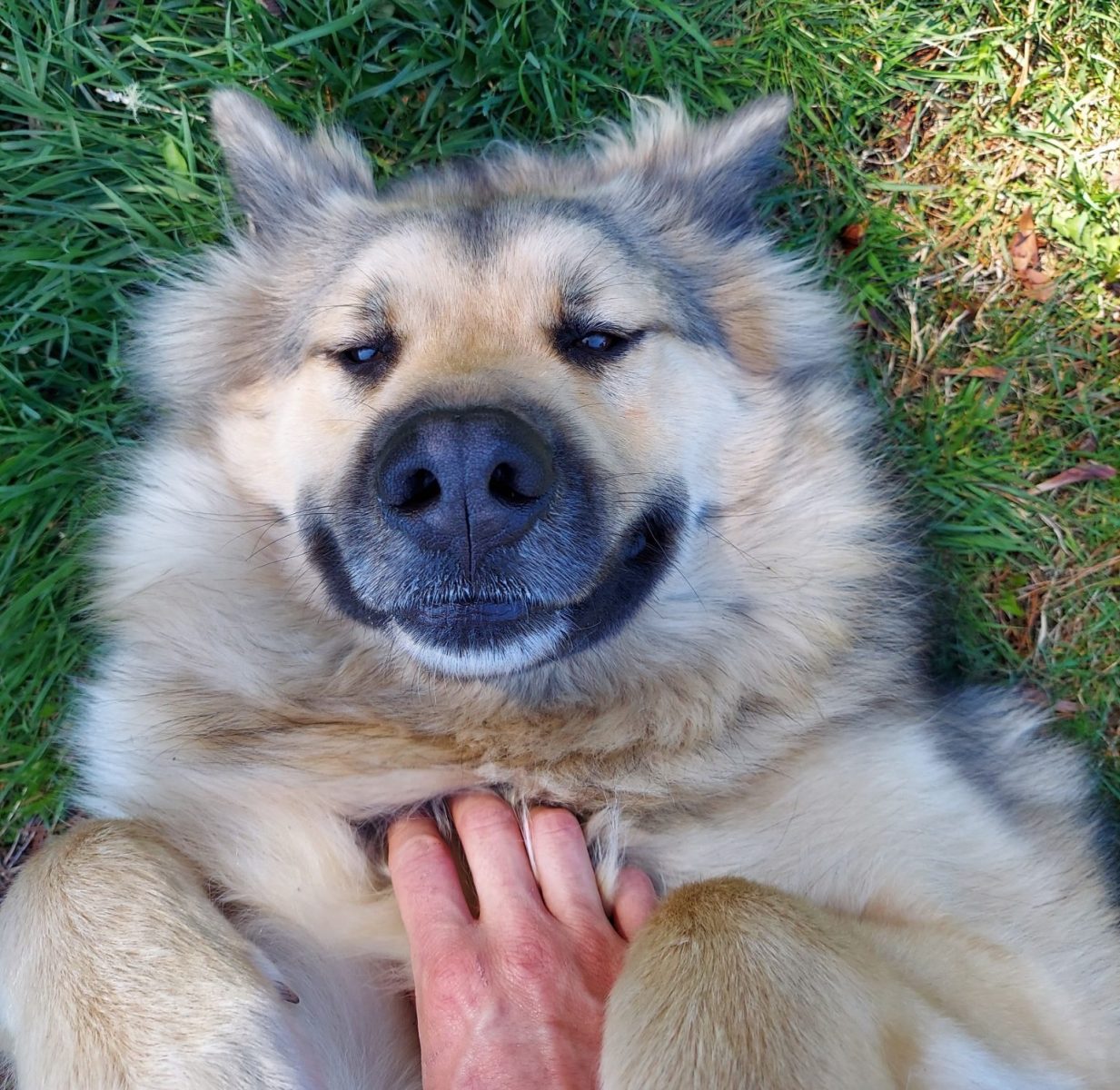 Lovable Alaskan Malamute For Adoption in Tacoma (McCleary) WA – Meet Oak