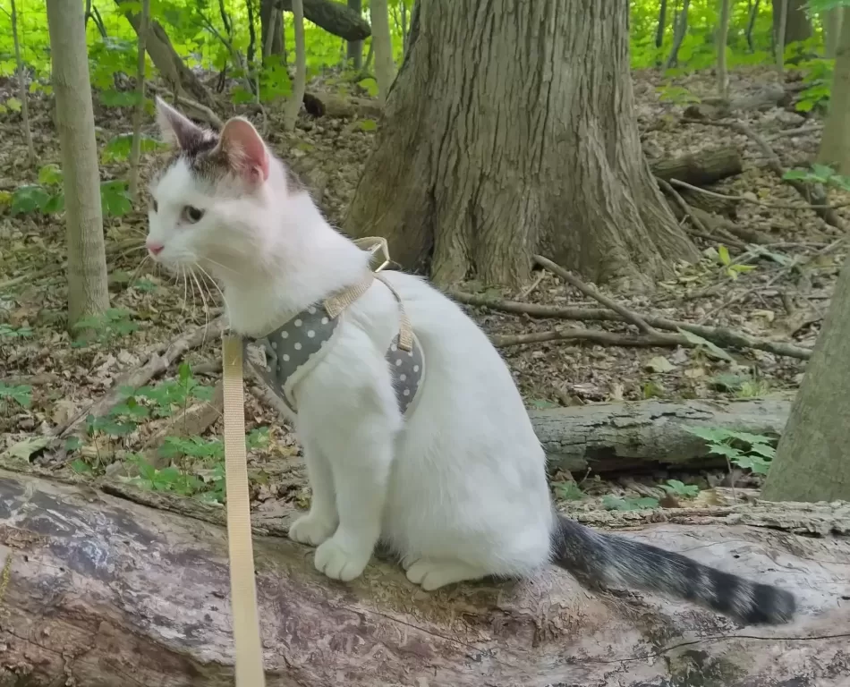 Cute little benji, a white cat for adoption in Avon near Indianapolis Indiana here. Here she is showing how she goes on adventures with her owner because she is leash trained.