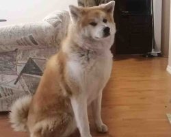 Emma is a very pretty akita with her rust and white fur coat and sweet face. Here, she sits looking elegant and regal.