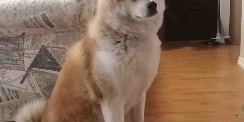 Emma is a very pretty Akita with her rust and white fur coat and sweet face. Here, she sits looking elegant and regal.